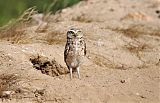 Burrowing Owl